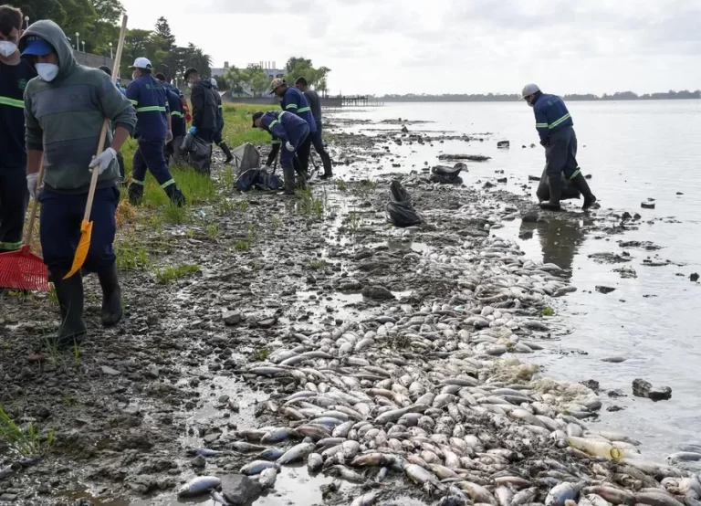 Aparecieron miles de peces muertos en la Laguna de Chascomús