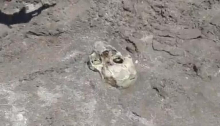 Mar del Plata: apareció un cráneo en plena playa