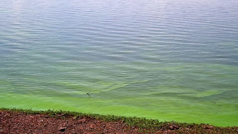 Continúa el alerta por cianobacterias en en lagunas y ríos de la Provincia