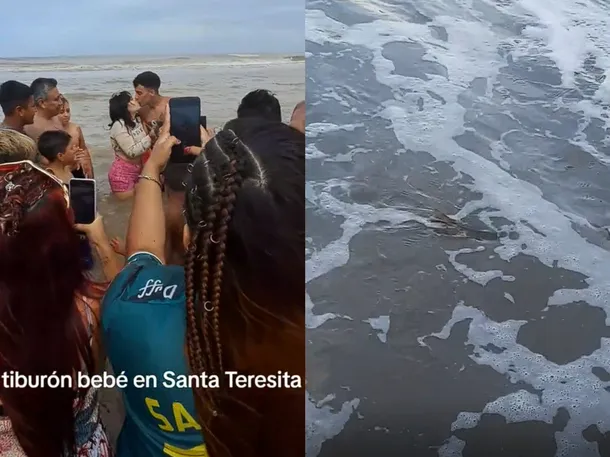 Apareció un tiburón bebé en Santa Teresita y lo agarraron para sacarse fotos