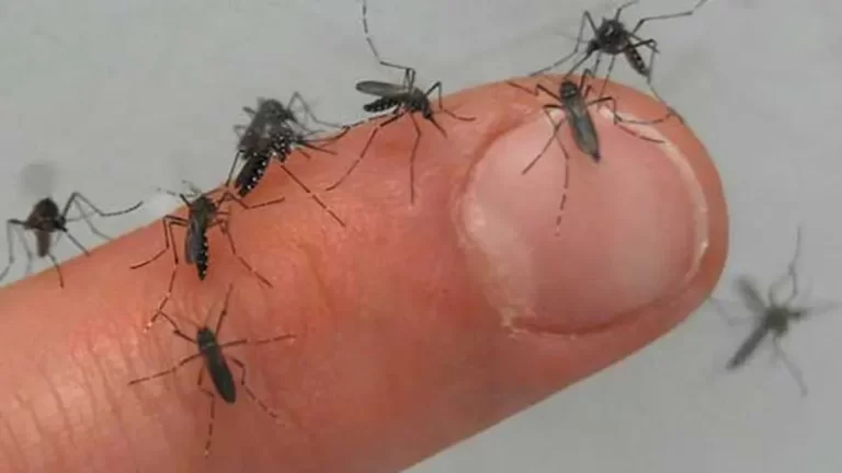 Alerta por una impresionante invasión de mosquitos en el AMBA