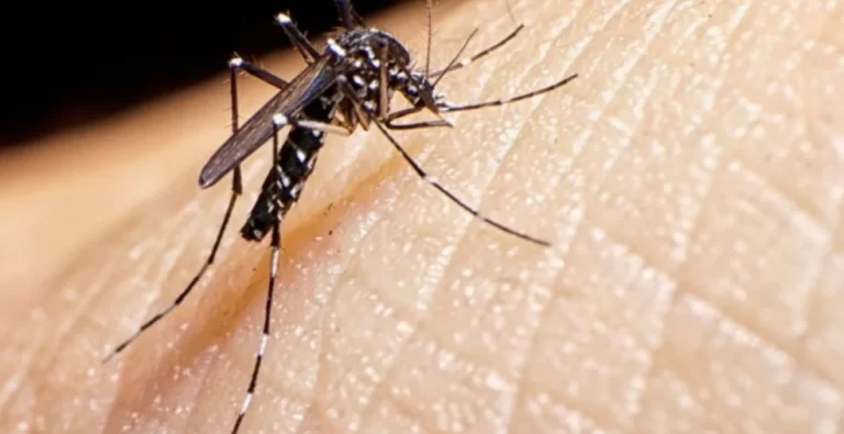 Se duplicaron los casos de Dengue en Provincia