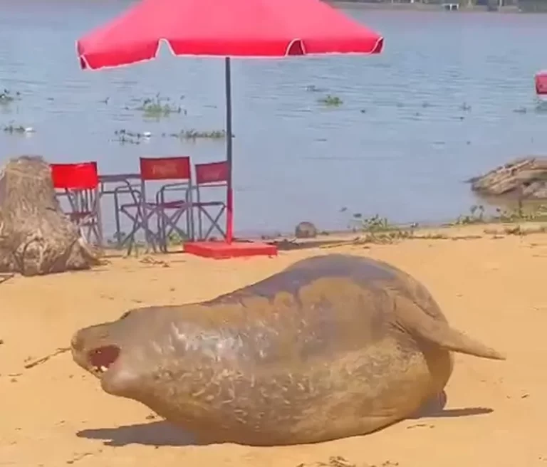 Un elefante marino suelto en San Fernando