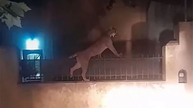 Capturan a un puma suelto en las calles de Necochea