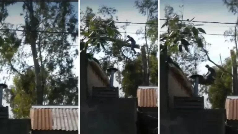 Un vecino de La Plata estaba podando un árbol y cayó al vacío