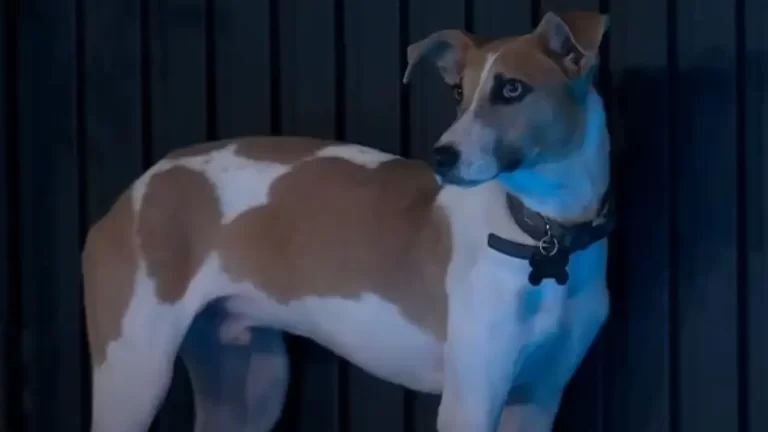 Ingresó un nuevo integrante a Gran Hermano