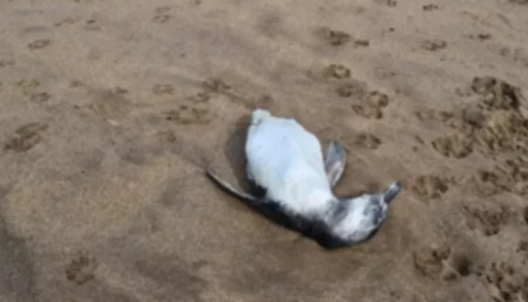 Preocupación en Mar del Plata por la aparición de pingüinos muertos en las playas