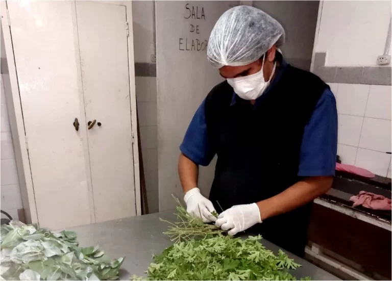 Una escuela agraria de Mar del Plata creó un repelente orgánico