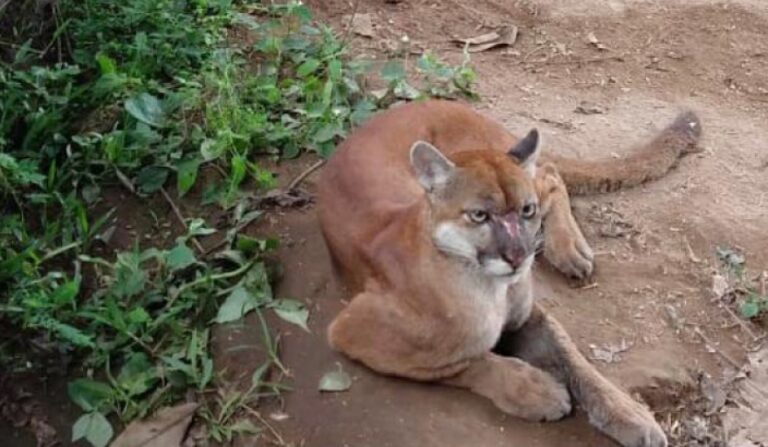 Encontraron un puma en una vivienda de Necochea