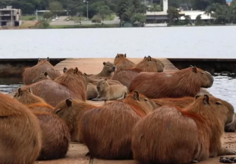 Ley Carpincho: quieren prohibir las cercas electrificadas en countries de la Provincia de Buenos Aires