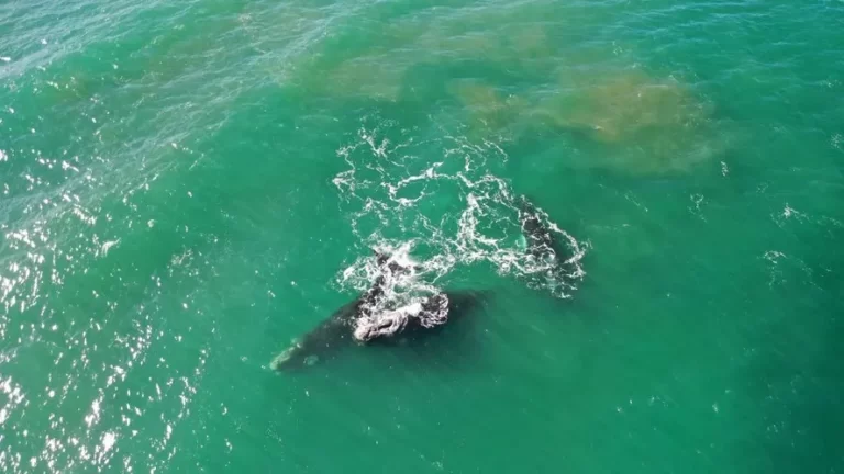 Avistan ballenas en las playas de Mar del Plata