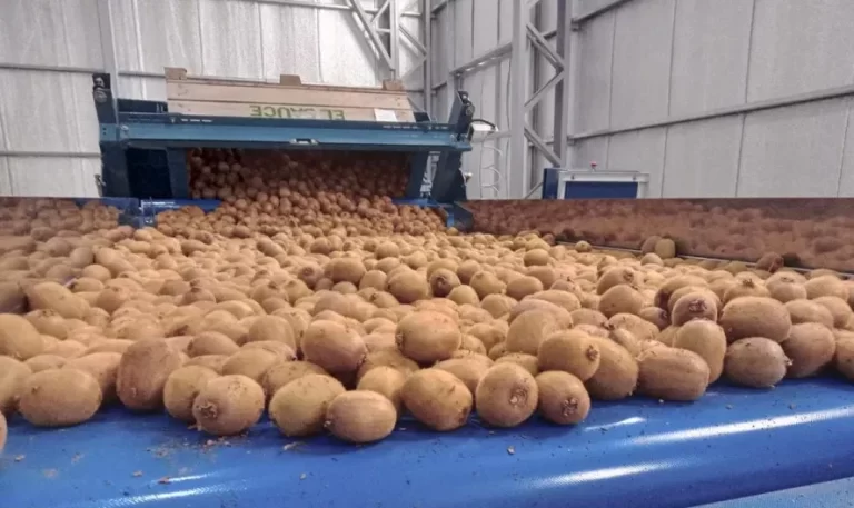 Anunciaron la construcción de una biofábrica de Kiwis en Miramar