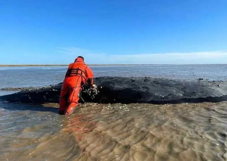 La ballena varada en Castelli lleva más de 60 días agonizando