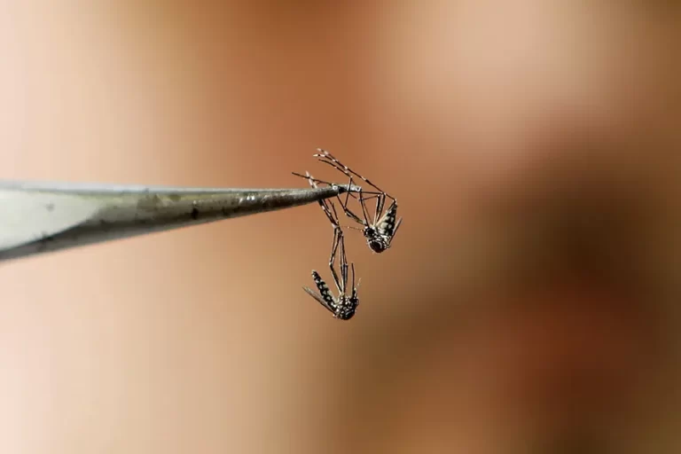 Detectan mutaciones en mosquitos que los hacen resistentes a insecticidas en el AMBA
