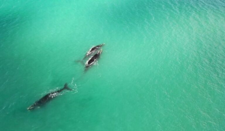 Unas 40 ballenas ofrecieron un espectáculo en Mar Del Plata