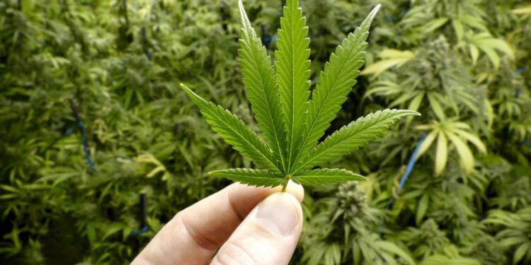 El Gobierno Nacional interviene la Agencia Nacional del Cannabis