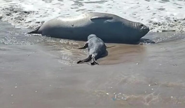 Nacieron elefantes marinos en la costa bonaerense