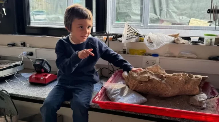 Un niño encontró en las playas de Mar del Plata fósiles de un perezoso gigante de 50 mil años