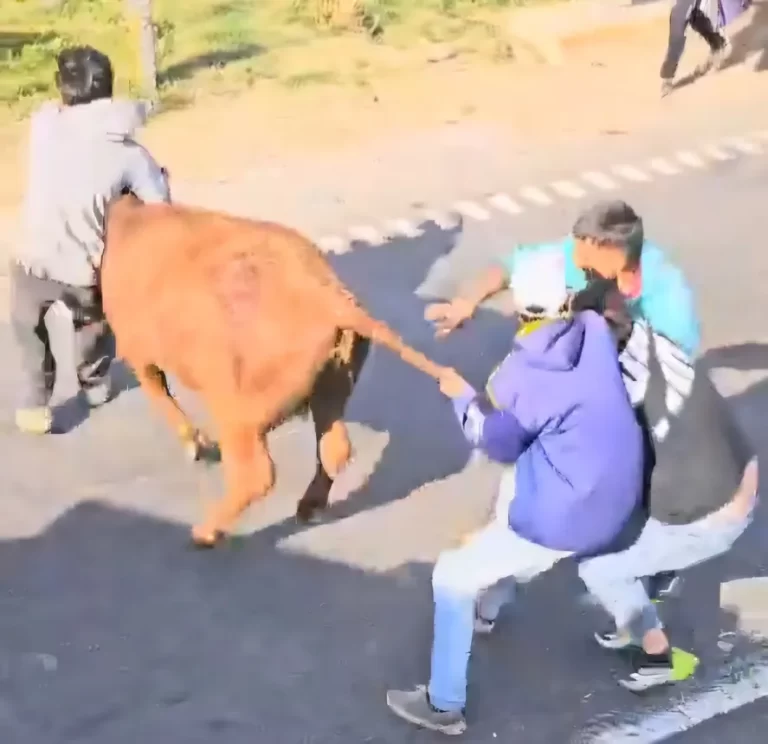 Un camión con ganado volcó en San Pedro y los vecinos faenaron las vacas