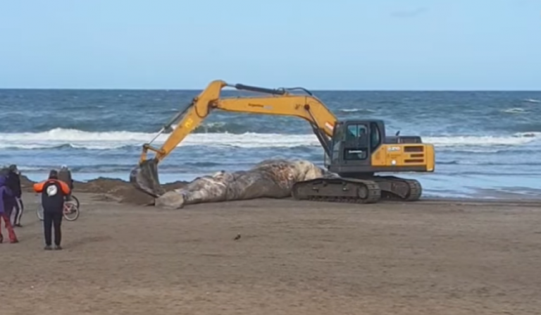 Murió una ballena encallada en Santa Teresita