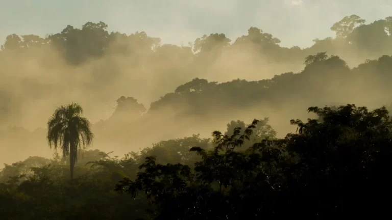 El gobierno Nacional disolvió el fondo destinado a la protección de los Bosques Nativos