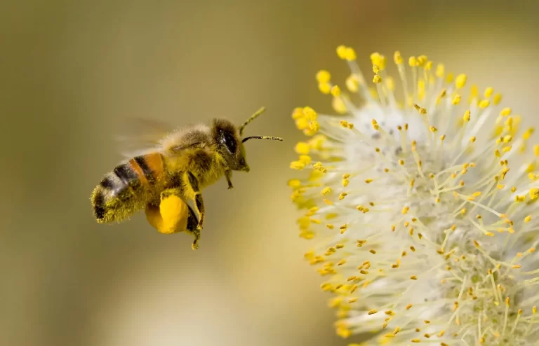Insólito: Detuvieron a dos hombres por lanzarle abejas a la policía