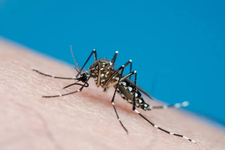 Detectan los primeros casos autóctonos de dengue en CABA y Provincia de Buenos Aires