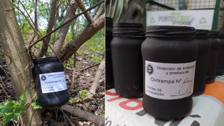 Berazategui: La municipalidad colocó mecanismo preventivo contra el Dengue