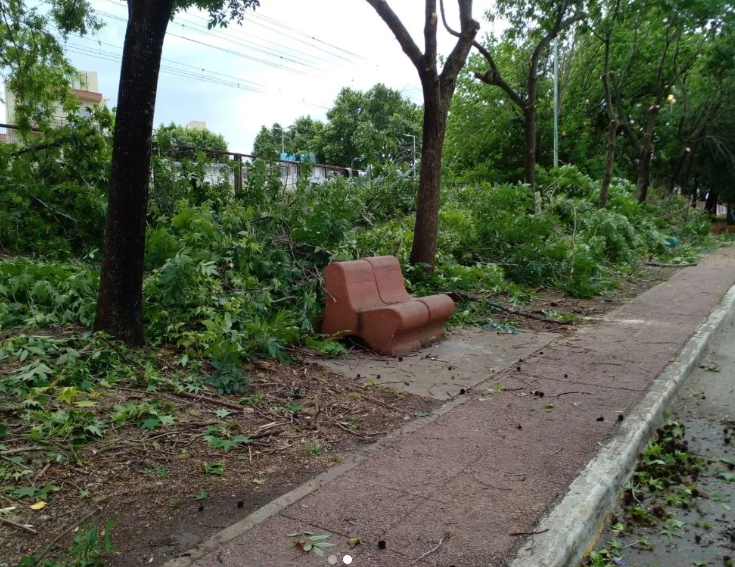 Polémica en Berazategui por la poda de árboles