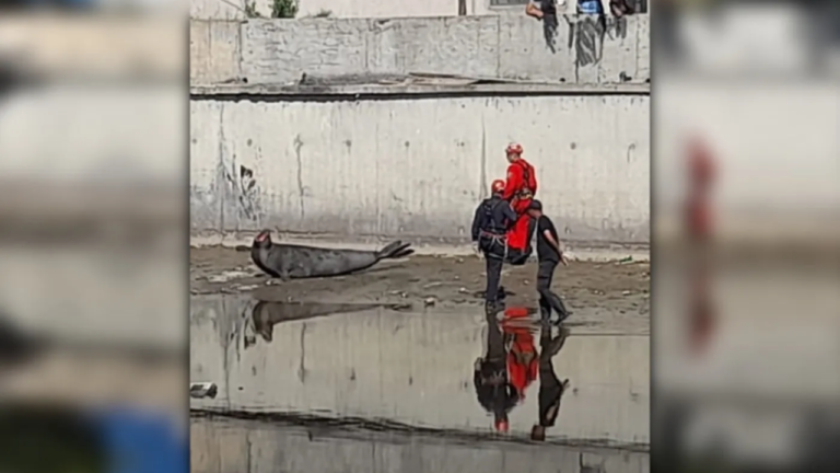 Apareció un lobo marino en Ringuelet