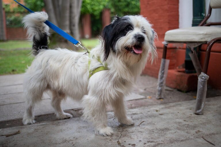 Lanús: vacunación y castración gratutia para las mascotas