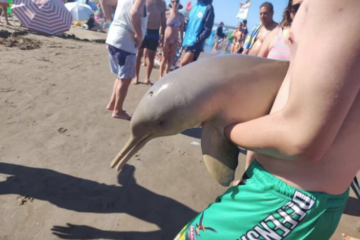 Habló el joven varelense acusado de matar a un delfín en Mar del Tuyú