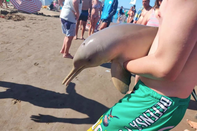 Turistas causaron la muerte de un delfín en Mar del Tuyú al retirarlo del agua