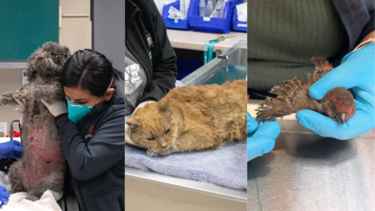 Más de 400 animales rescatados en Los Ángeles