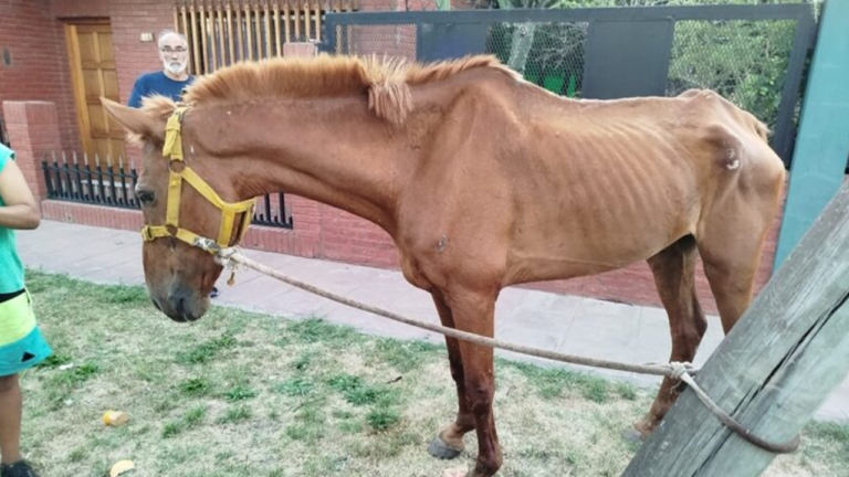 Maltrato animal en Florencio Varela: un caballo quedó tendido en la calle