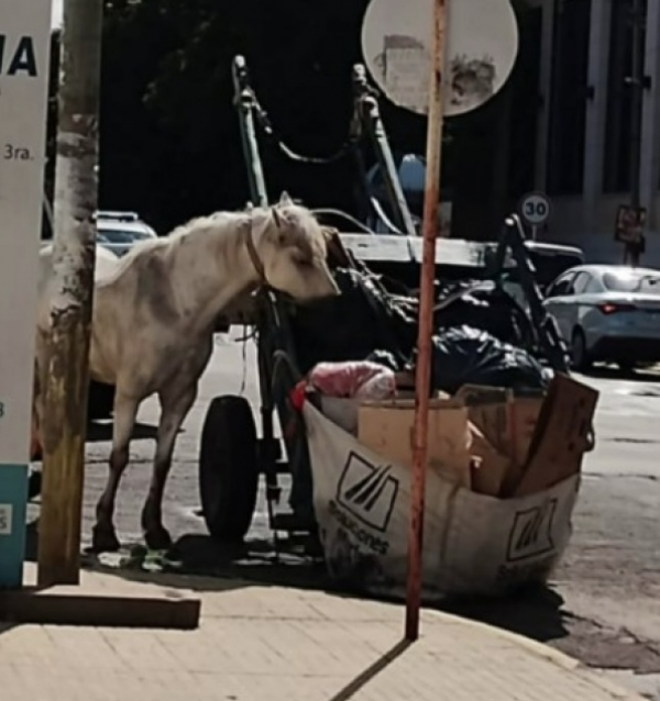 Quilmes: Rescataron a un caballo víctima de maltrato animal