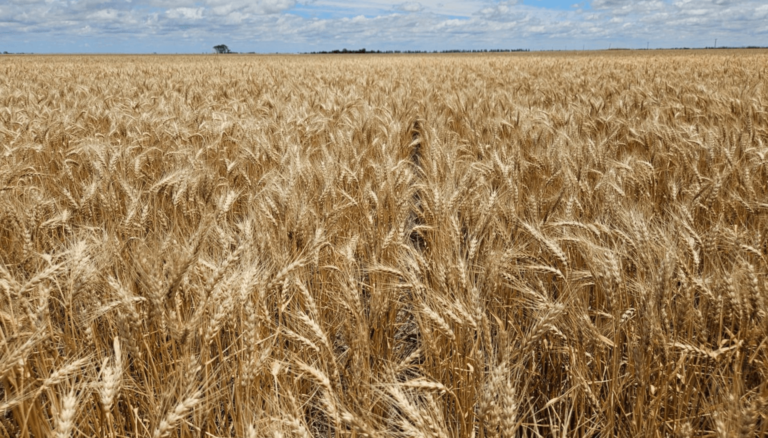 Sube la harina y el aceite tras la baja de retenciones