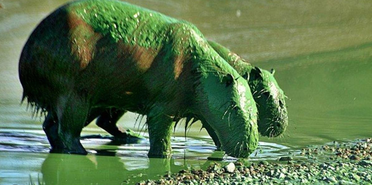 Entre Ríos: Preocupación por carpinchos teñidos de verde