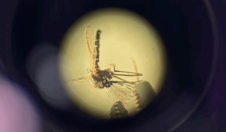 Ecuador: Obligación de mascarillas en las escuelas por la tos ferina